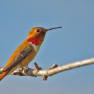 Rufous Hummingbird